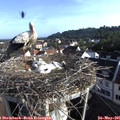 07_40-nest.jpg