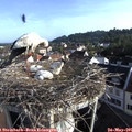 07_45-nest.jpg