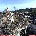 07_50-nest.jpg