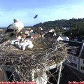 07_55-nest.jpg