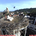08_00-nest.jpg