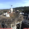 08_05-nest.jpg