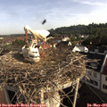 08_10-nest.jpg