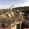 08_15-nest.jpg