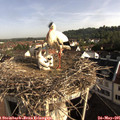08_20-nest.jpg