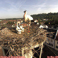 08_25-nest.jpg