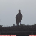 08_35-mast.jpg