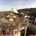08_35-nest.jpg