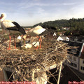 08_40-nest.jpg