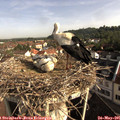 08_45-nest.jpg
