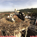 08_50-nest.jpg
