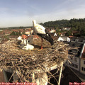 09_10-nest.jpg