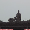 09_15-mast.jpg