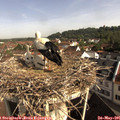 09_15-nest.jpg
