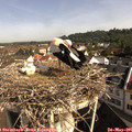 09_20-nest.jpg