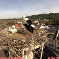 09_25-nest.jpg
