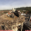 09_30-nest.jpg