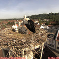 09_35-nest.jpg