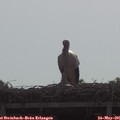 09_40-mast.jpg