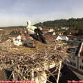 09_40-nest.jpg
