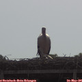 09_45-mast.jpg