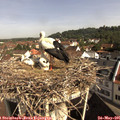 09_45-nest.jpg