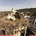 09_50-nest.jpg