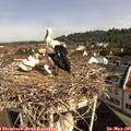 09_55-nest.jpg