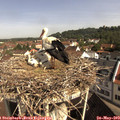 10_00-nest.jpg