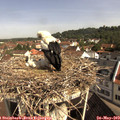 10_05-nest.jpg