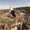 10_10-nest.jpg