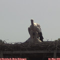 10_15-mast.jpg