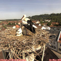 10_15-nest.jpg