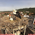 10_20-nest.jpg