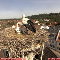 10_25-nest.jpg