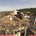 10_30-nest.jpg