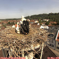 10_35-nest.jpg