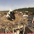 10_40-nest.jpg