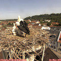 10_45-nest.jpg