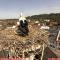 10_50-nest.jpg