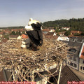 10_55-nest.jpg