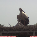 11_00-mast.jpg