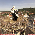 11_00-nest.jpg