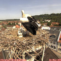 11_05-nest.jpg