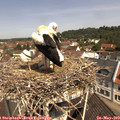 11_10-nest.jpg
