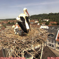 11_15-nest.jpg