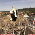 11_20-nest.jpg