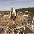 11_25-nest.jpg