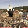 11_30-nest.jpg