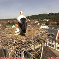 11_35-nest.jpg